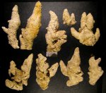 Крупные Terebellaria solida