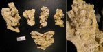 Юрские мшанки
