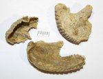 Exogyra alata