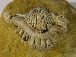 Serpula sp. на Cardinirhynchia rossica