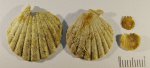 Aequipecten fibrosus