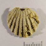 Chlamys sp.