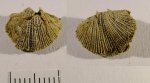 Ювенильная особь Dictyothyris gzheliensis