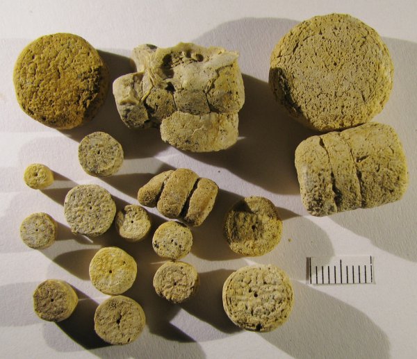 Cyclocrinus