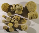 Членики и фргменты стеблей Cyclocrinus