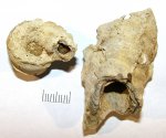 Гигантская Serpula limax