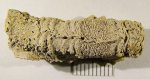 Рельеф срединного киля Serpula limax