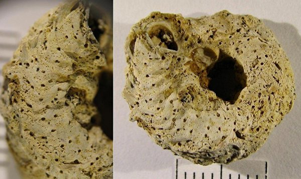 Serpula, Serpula limax