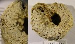 Поры трубок Serpula limax