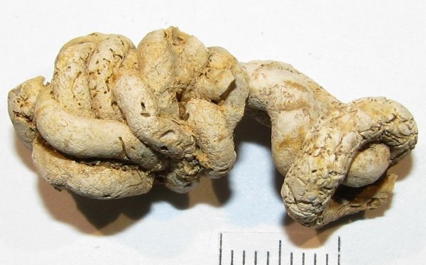 Serpula, Glomerula