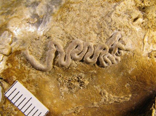 Serpula