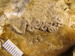 Serpula sp.