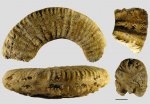 Фрагменты аммонитов сем. Perisphinctidae из Гжели
