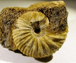 Pseudocadoceras sp.