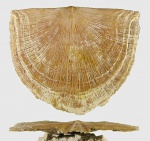 Брюшная створка Schellwienella crenistria