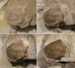 Препарирование Asaphus lepidurus