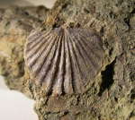 Orthis callactis (Dalman, 1828)