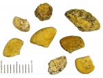 Pentagonaster sp.