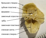 Внут. строение смыкающихся створок брахиоподы отр. Terebratulida