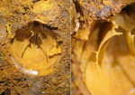 Замочный и ручной аппарат спинной створки Zeilleria trautscholdi