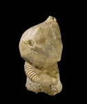 Echinoencrinites senckenbergii