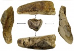 Elasmodus sinzovi