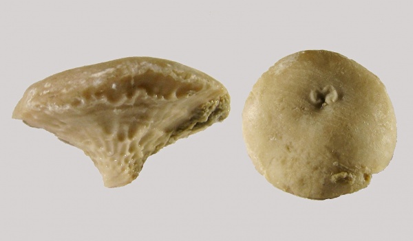 эокриноидеи, Bolboporites, Eocrinoidea