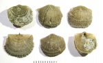Productorthis obtusa Pander, 1830