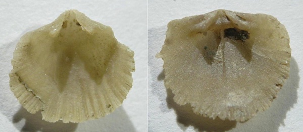 Orthida, Paurorthis