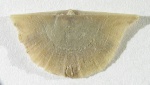 Ingria sp.