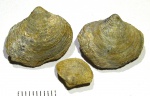 Cleiothyridina gjeliensis (Grunt)