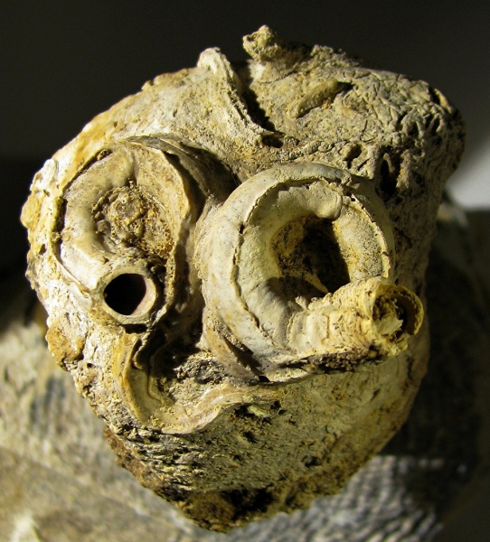 Serpula, Serpula tricarinata, обрастание, Serpula limax, Epizoans
