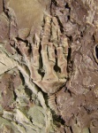 Trautscholdicrinus