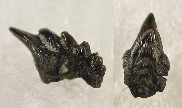 ротожаберные зубы, Ctenacanthiformes