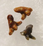 Thrinacodus