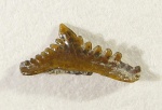 Harpacodus