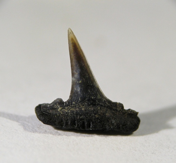Sphenodus, Sphenodus stschurowskii, Synechodontiformes