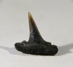 Sphenodus stschurowskii