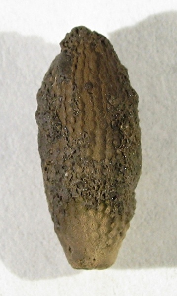 Plegiocidaris