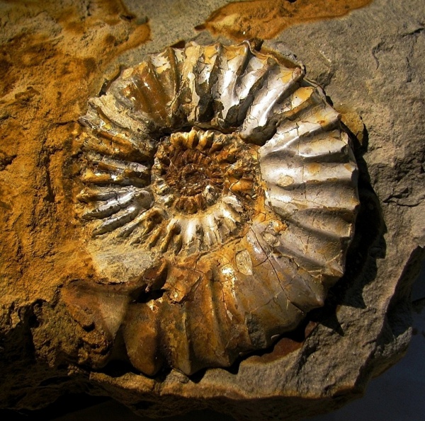 кимеридж, Aulacostephanus, ушки, устье, Aulacostephanidae, Aulacostephanus undorae, Microconchs, lappets, Kimmeridgian, Upper Jurassic