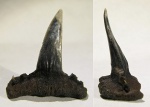 Sphenodus stschurowskii