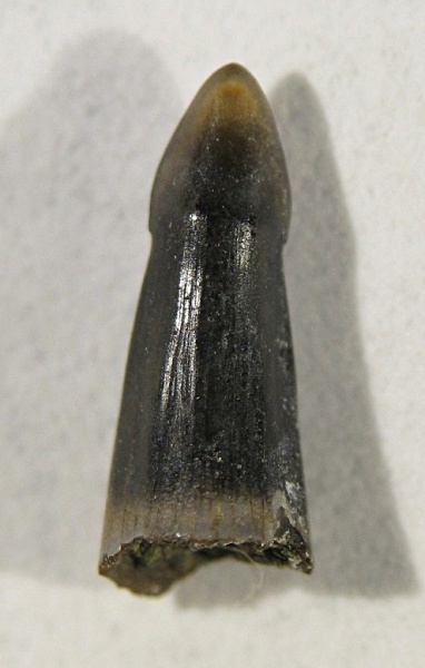 Eutrichiurides