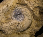 Quenstedtoceras henrici