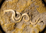 Glomerula flaccida