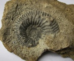 Kosmoceras spinosum