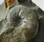 Aspidoceras (Physodoceras) cf. acanthicum