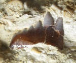 Peripristis