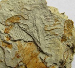 Keyserlingina sp.