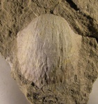 Semiplanus mikhailovensis Sar.