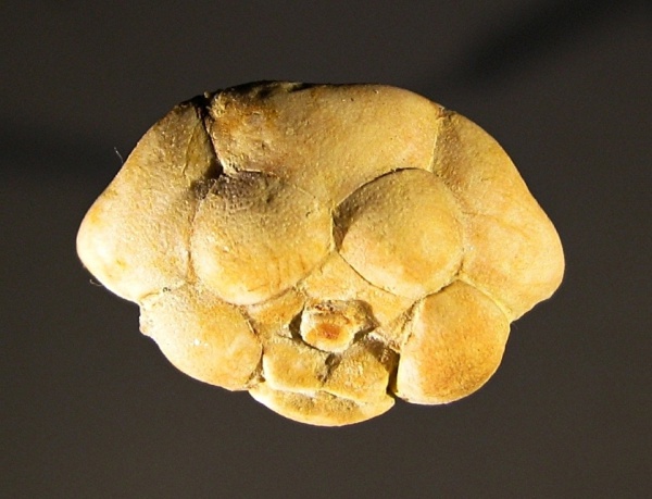 Aesiocrinus